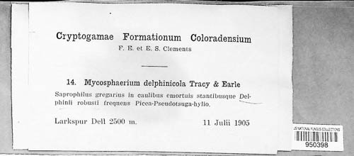 Mycosphaerella delphiniicola image